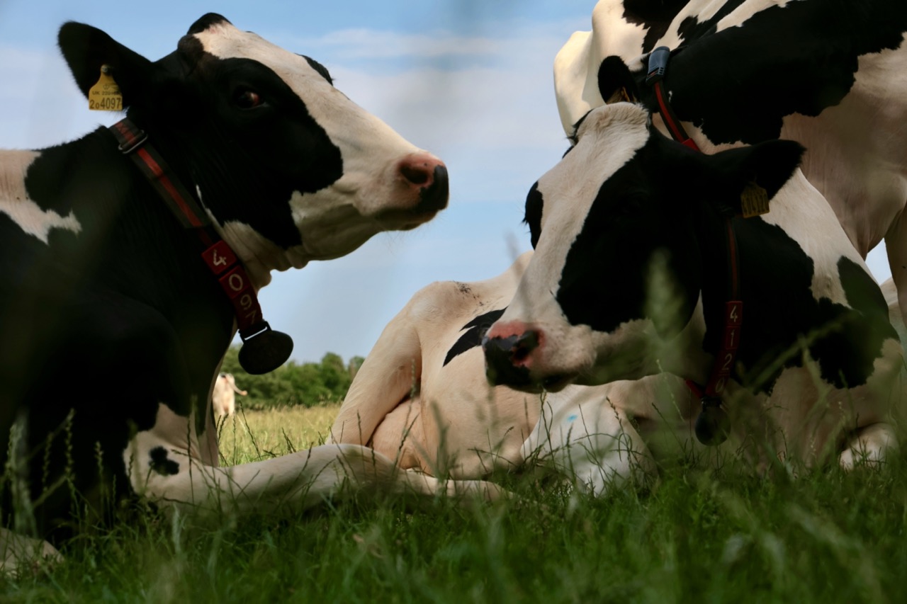 Two cows resting in a field